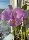 Cattleya schroederae(Колумбия)